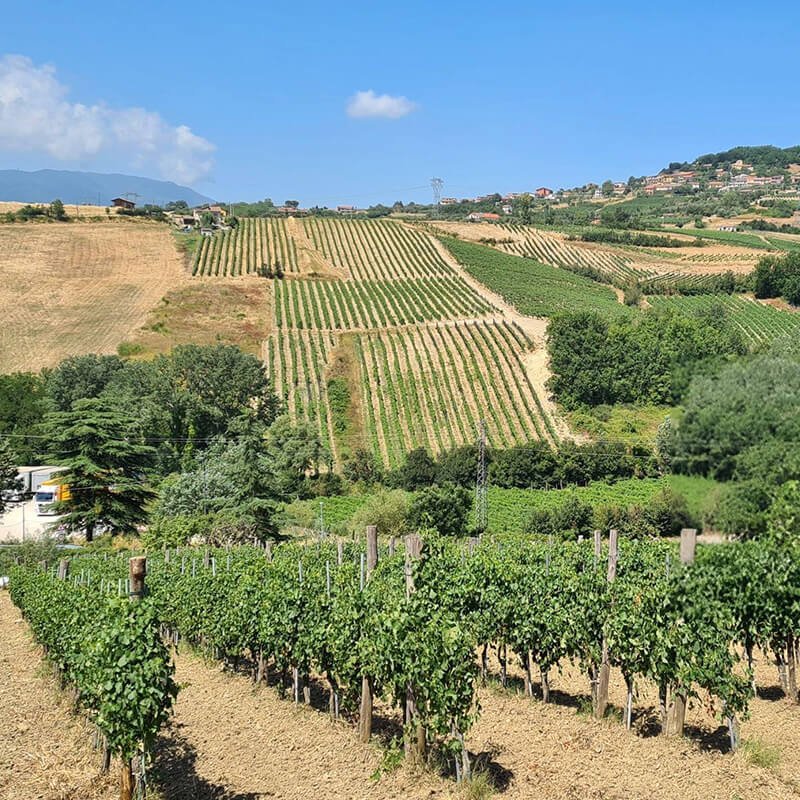 Challenges in Viticulture Maintenance