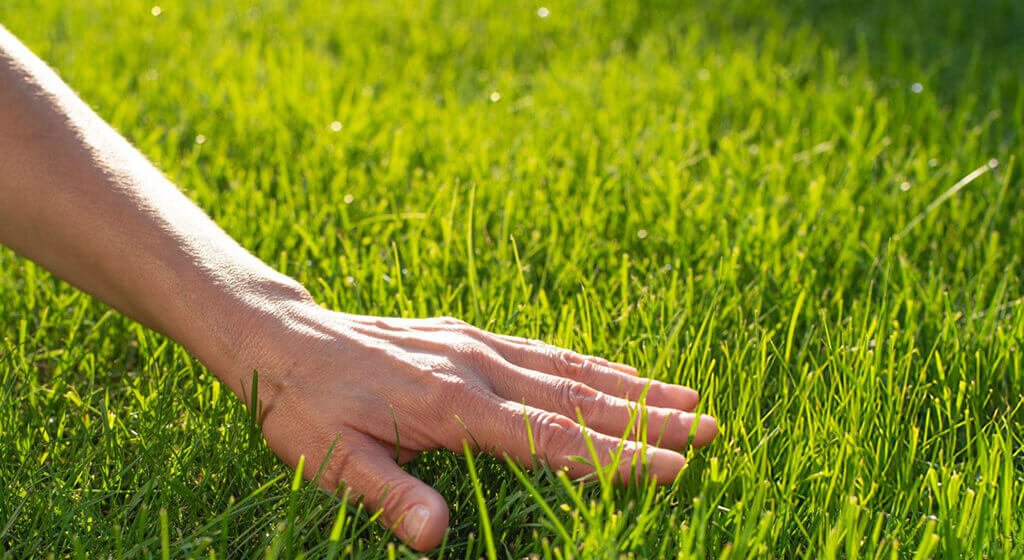 Choose a Remote Control Track Mower Vegetation
