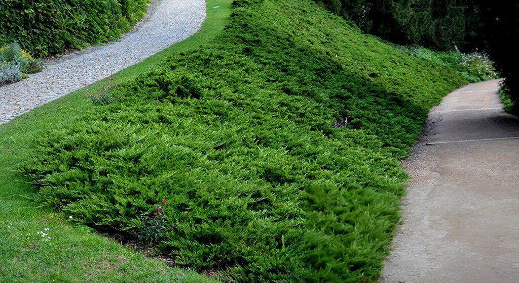 Best Mower For Steep Slopes Safety Tips for Mowing Steep Areas