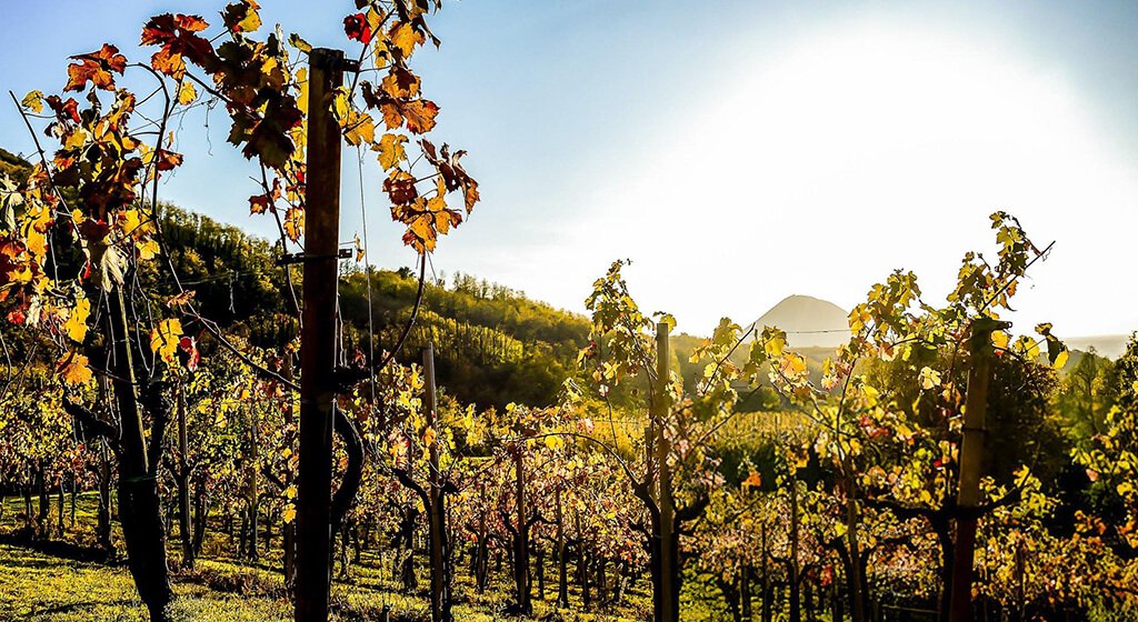 Choosing the Right Vineyard Sprayer Terrain and Accessibility