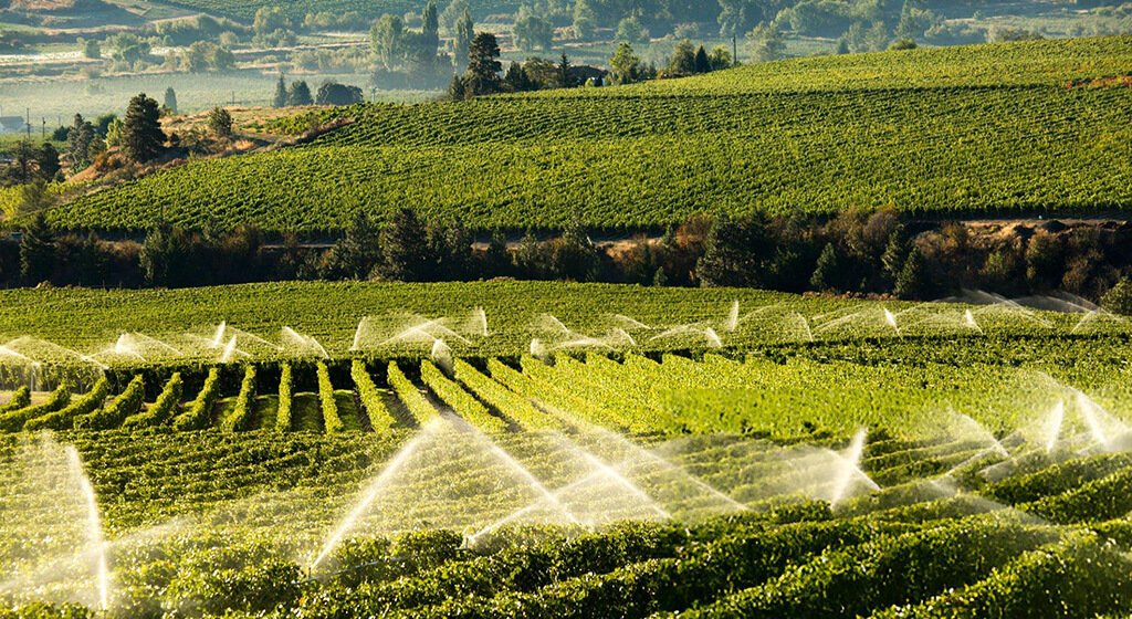 Choosing the Right Vineyard Sprayer Vineyard Size