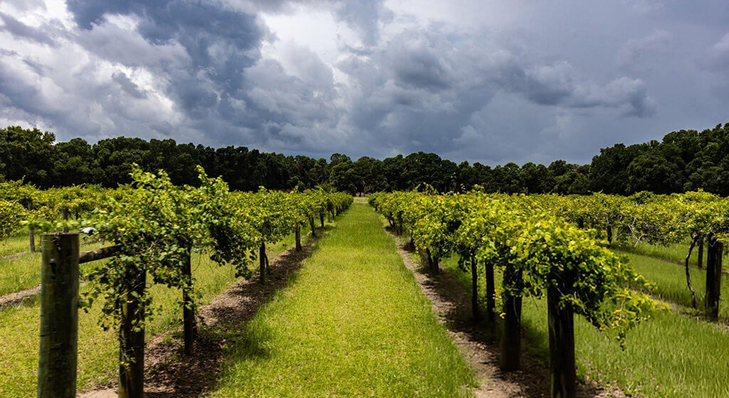 Choosing the Right Vineyard Sprayer Weather Considerations